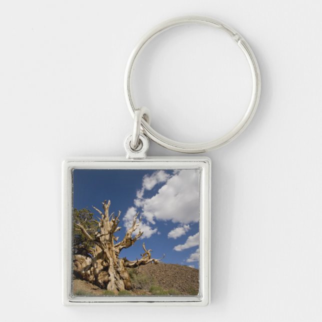 Bristlecone pine in Ancient Bristlecone Forest, Key Ring (Front)