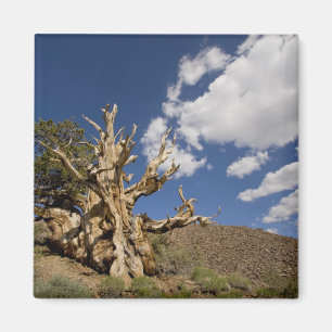 Bristlecone pine in Ancient Bristlecone Forest, Magnet