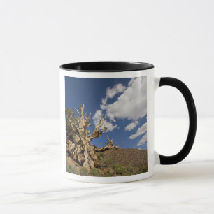 Bristlecone pine in Ancient Bristlecone Forest, Mug
