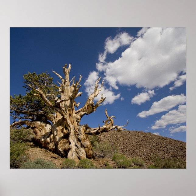 Bristlecone pine in Ancient Bristlecone Forest, Poster (Front)