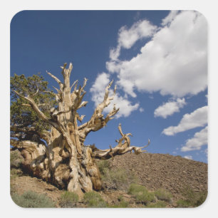 Bristlecone pine in Ancient Bristlecone Forest, Square Sticker