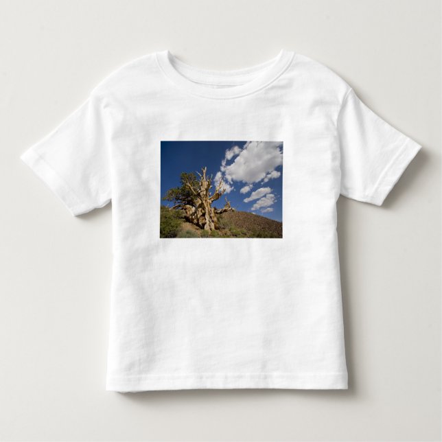 Bristlecone pine in Ancient Bristlecone Forest, Toddler T-Shirt (Front)