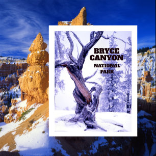 Bristlecone Pine in Winter Snow Bryce Canyon Postcard