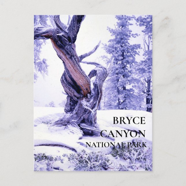 Bristlecone Pine in Winter Snow Postcard (Front)