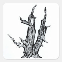 Bristlecone Pine