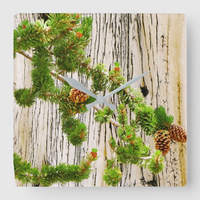 Bristlecone Pine Square Wall Clock (Front)