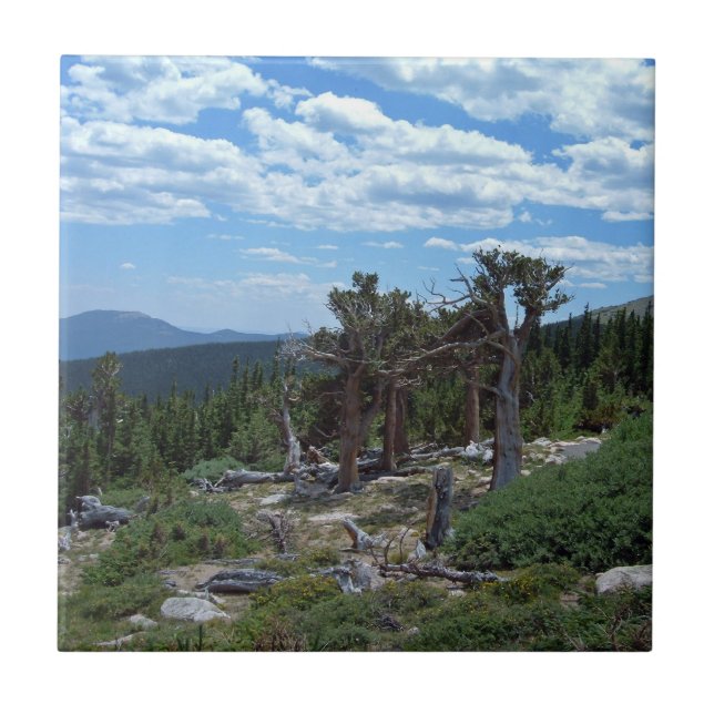 Bristlecone Pine Tree Ceramic Tile (Front)