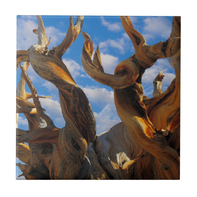 Bristlecone Pine Tree Ceramic Tile (Front)