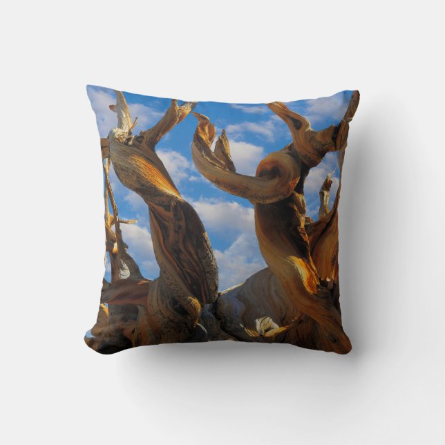 Bristlecone Pine Tree Cushion (Front)