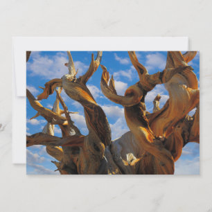 Bristlecone Pine Tree Thank You Card
