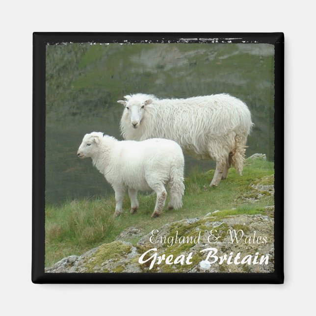 Britain, Sheep with Lamb (Magnet) Magnet (Front)