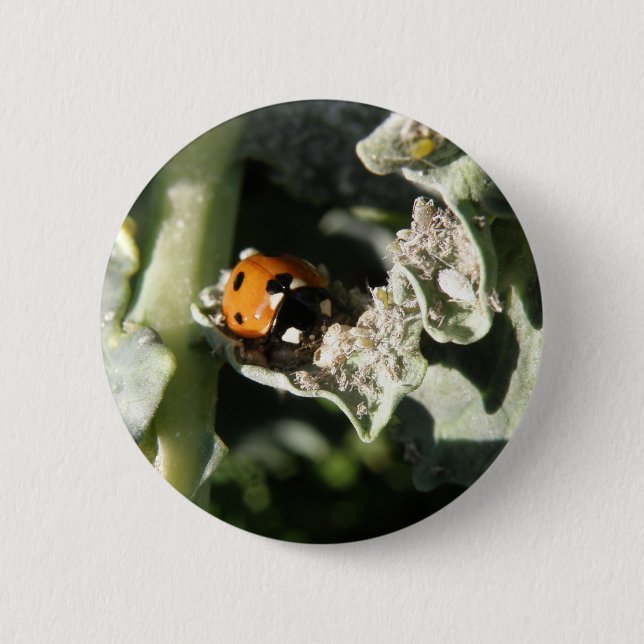 British 7 Spot Ladybug Button (Front)