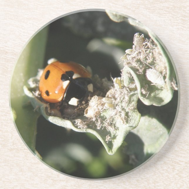 British 7 Spot Ladybug Coasters (Front)