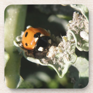British 7 Spot Ladybug Cork Coaster