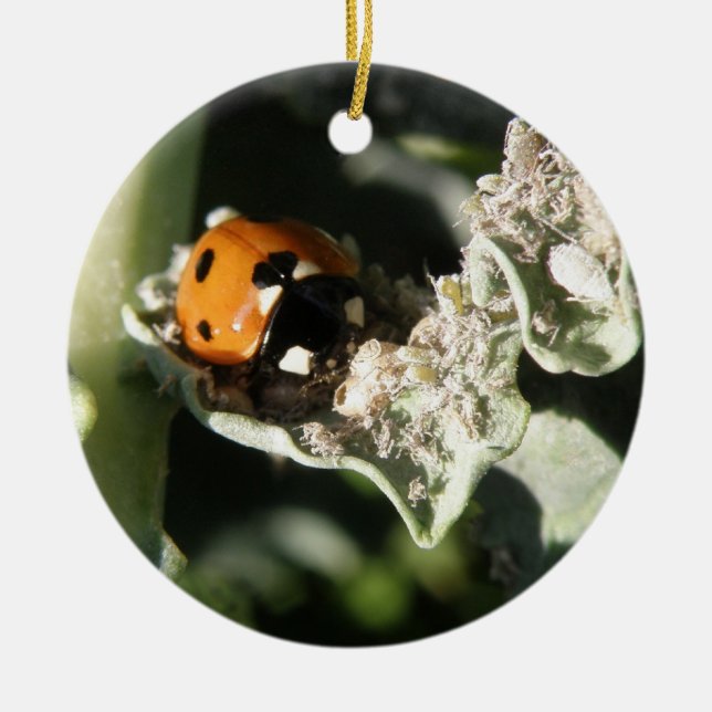 British 7 Spot Ladybug Custom Birthday Ceramic Ornament (Front)