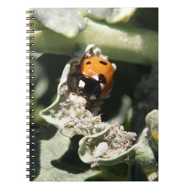 British 7 Spot Ladybug Notebook (Front)