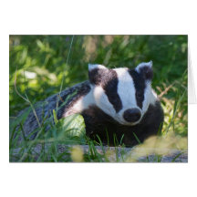 British Badger Card