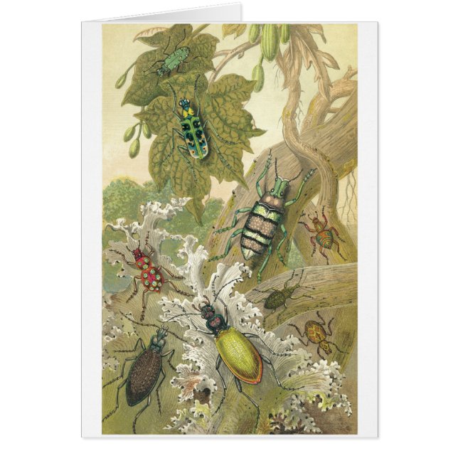 British Beetles (Front)