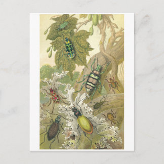 British Beetles Postcard