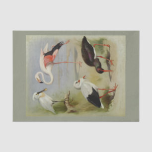 British Birds, Art Illustrations Tissue Paper
