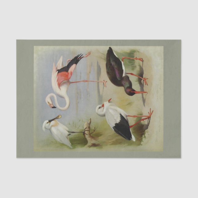 British Birds, Art Illustrations Tissue Paper (Front)