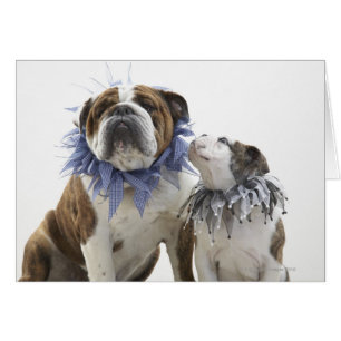 British bulldog and puppy wearing jester collar,