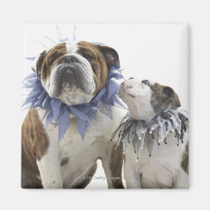 British bulldog and puppy wearing jester collar, magnet