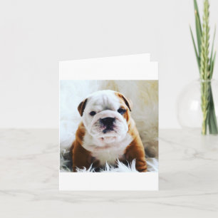 British bulldog blank card