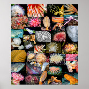 British Columbia Marine Life Collage Poster