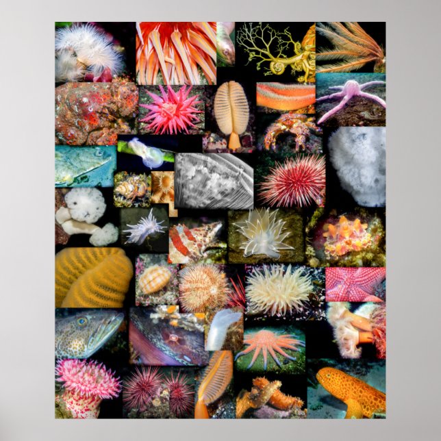 British Columbia Marine Life Collage Poster (Front)