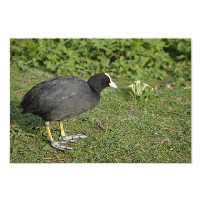 British Coot Photo Print (Front)