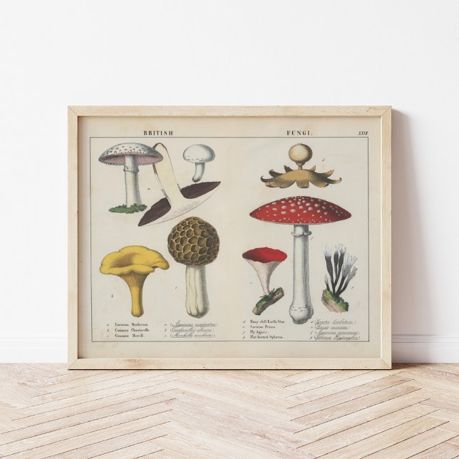 British Fungi | Charlotte Mary Yonge Poster (Creator Uploaded)