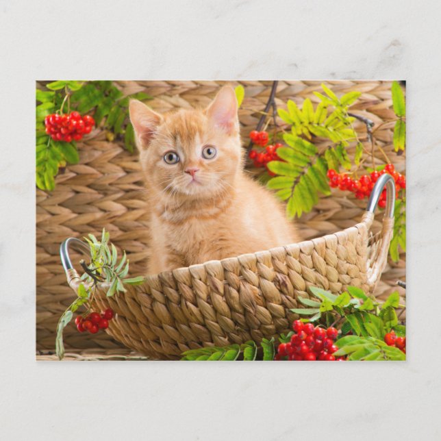 British Kitten Sitting In A Basket With Mountain Postcard (Front)
