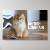 British Longhair Cat Breed