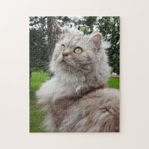 British Longhair Cat - Chocolate, Silver Tabby Jigsaw Puzzle