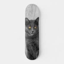 British Short-Hair Black Cat Skate