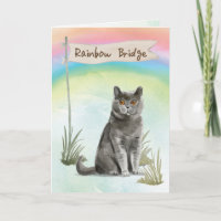 British Short Hair Cat Pet Sympathy Over Rainbow