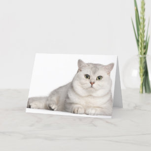British Shorthair (2 years old) lying in front Card