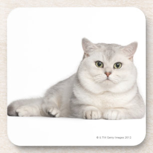 British Shorthair (2 years old) lying in front Coaster