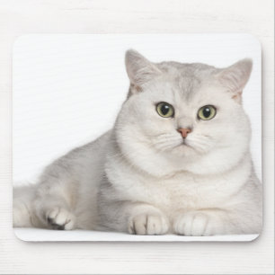 British Shorthair (2 years old) lying in front Mouse Pad
