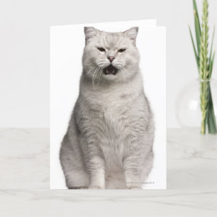 British Shorthair (4 years old) Card