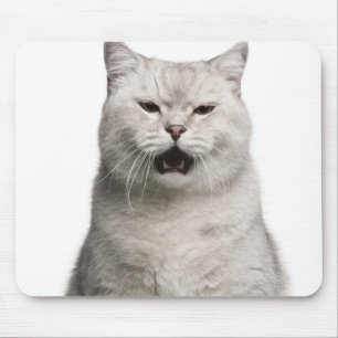 British Shorthair (4 years old) Mouse Pad