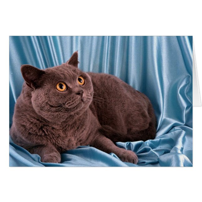British Shorthair, blue (Front Horizontal)