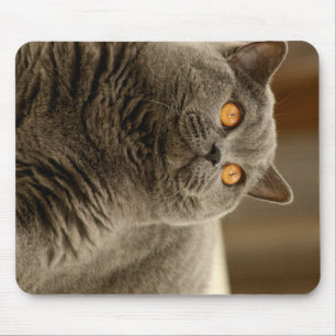 british shorthair blue mouse pad