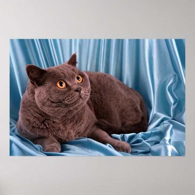 British Shorthair, blue Poster (Front)