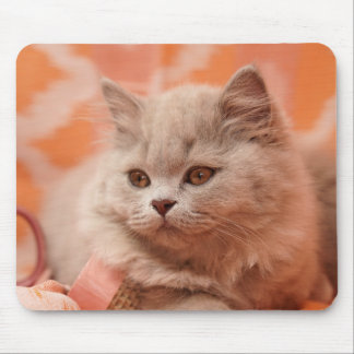 British shorthair, British longhair, Lilac Mouse Pad