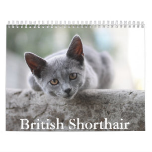 British Shorthair Calendar