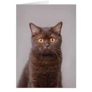 British shorthair cat