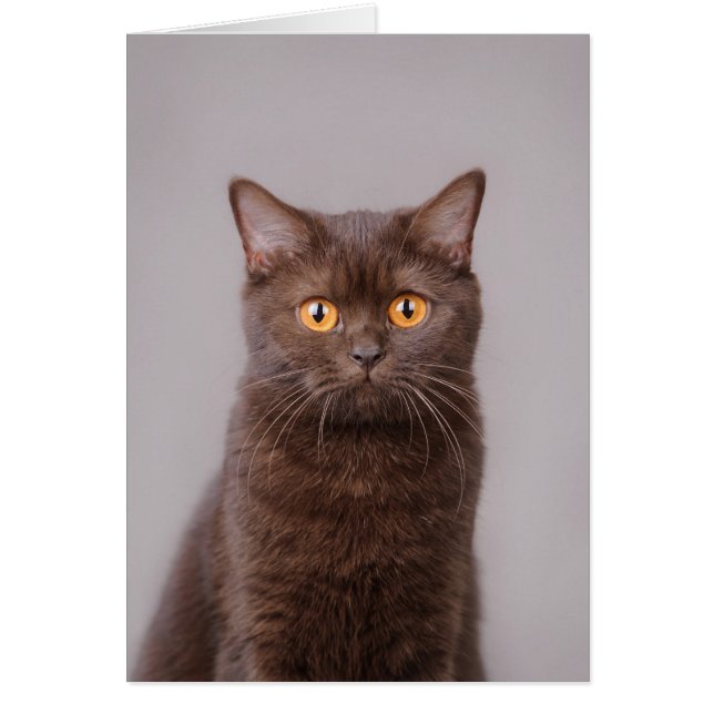 British shorthair cat (Front)