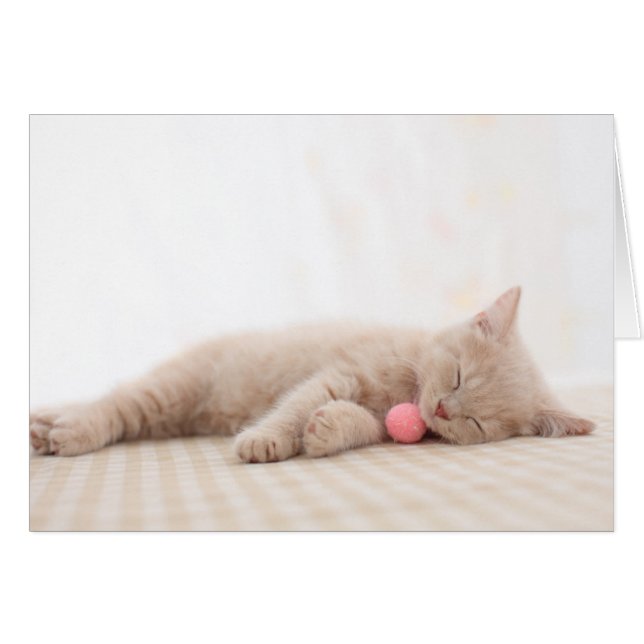 British Shorthair Cat (Front Horizontal)